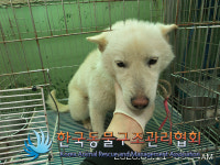 경기 의정부 고산로 송산교회 인근에서 흰색 강아지 구조