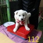 인천 남동구 장자북로에서 흰색 강아지 구조