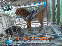 서울 금천구 시흥동에서 갈색 강아지 구조