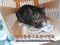 서울 금천구 시흥5동에서 검은줄무늬 갈색 고양이 구조