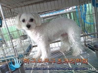 서울 강남구 언주로에서 말티즈 구조