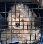 전남 목포 삼학행정복지센터 부근에서 코카 스파니엘 구조