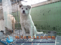 서울 영등포구 대림역 10번 출구 인근에서 흰색 강아지 구조