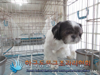 서울 동대문구 청량리역 쪽 성심병원 인근에서 시츄 구조