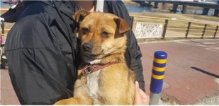 대전 유성구 봉산동 신구교 천변 주변에서 황백색 강아지 구조