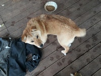 전북 군산 임피면 석곡로에서 갈흰색 강아지 구조