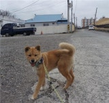 경남 고성 금감드림피아에서 진돗개 구조