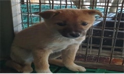 경남 고성 고서읍 율촌마을에서 갈색 강아지 구조