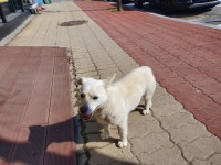 경남 함양 함양안과 인근에서 흰색 믹스견 구조