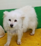 경기 화성 송산면 사강리에서 스피츠 구조