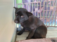 경북 포항 장기면 읍내길에서 까만 강아지 구조