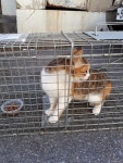 전남 광양 중마동 시영1차 주변에서 삼색털 고양이 구조