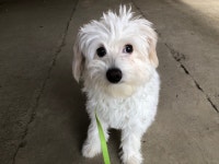 경기 시흥 정왕동에서 백갈색 강아지 구조