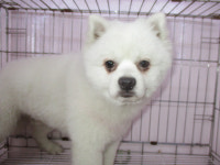 부산 사하 다대포에서 포메라니안 구조