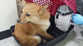 경기 수원 곡반정동에서 갈백색 강아지 구조