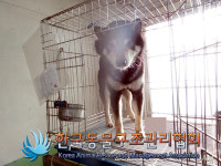 경기 양주 삼숭로 GS삼숭자이 인근에서 시바 구조