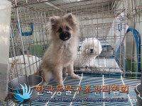 경기 의정부 용민로 PC방에서 포메라니안 발견 구조