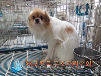서울 은평구 은평구청 인근에서 갈흰색 강아지 구조