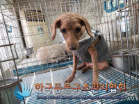 서울 동대문구 휘경동 휘경센트레빌 부근에서 푸들 구조