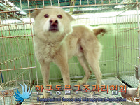 경기 포천 천보1길에서 흰색 강아지 구조