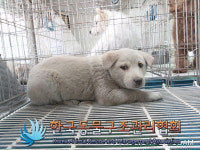 경기 김포 양촌읍 학운리에서 흰색 강아지 구조