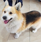 충북 제천 송학로에서 웰시코기 발견 구조