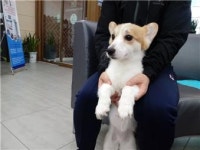 대전 서구 신갈마로 서은마트 인근에서 웰시코기 구조
