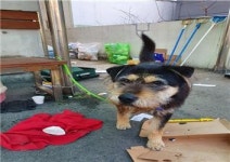 대전 서구 계룡로 대전일보사 인근에서 목줄 삽살개 구조