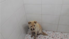 대구 수성 무열로119안전센터에서 흰색 강아지 구조