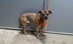 경북 경산 옥곡동 동화프라임빌에서 주황목줄 검갈색 강아지 구조