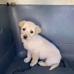 경남 남해 서면 연죽마을에서 흰색 강아지 구조