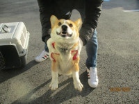 강원 동해 만우동 요양병원 인근에서 웰시코기 구조