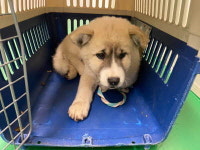 부산 금정 두구동에서 파란목줄 갈흰색 강아지 구조