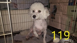 인천 계양구 구청 당직실에서 비숑 프리제 구조