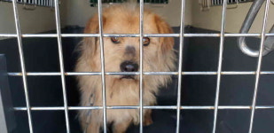 강원 강릉 연곡 동덕리에서 갈색 강아지 구조