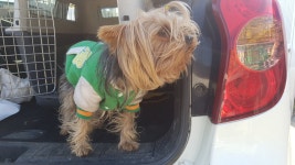 경남 남해 지족리 신세계주유소 앞에서 요크셔 테리어 구조