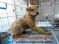 서울 송파구 거여공용주차장에서 갈검색 강아지 구조