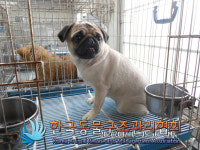 서울 성북구 한천로 래미안장위퍼스트하이 단지에서 퍼그 구조