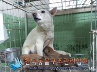 경기 포천 검바위길에서 어미개와 새끼 5마리 발견 구조