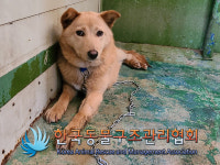 경기 김포 양촌읍 황금로에서 갈흰색 강아지 구조