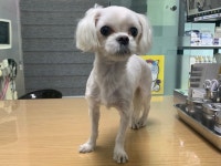경기 부천 삼작로에서 말티즈 구조