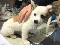 충남 서산 호수공원에서 흰갈색 얼룩 강아지 구조