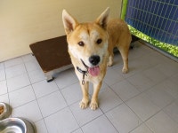 경북 포항 흥해읍 삼도미래타운2차에서 아이보리색 강아지 구조