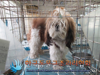 서울 서대문 홍은도담도서관 위쪽 놀이터에서 시츄 구조