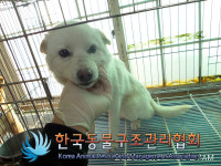 서울 종로구 신영동에서 진분홍 목걸이 흰색 강아지 구조