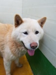 경기 화성 봉담119에서 황백색 진돗개 구조