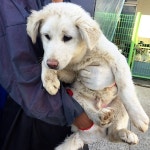 경남 창원 청안로에서 미색 강아지 구조