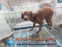 서울 중랑구에서 푸들 구조