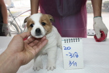 경기 안성 금광면 사흥길에서 어미개와 새끼 6마리 발견 구조