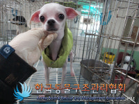 서울 강서구 화곡로 카페베네 인근에서 말티즈 구조